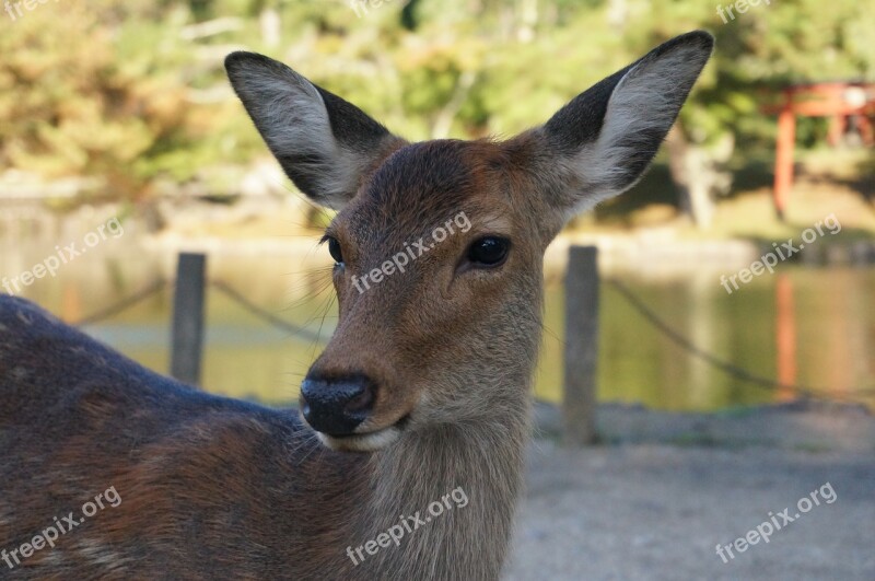 Deer Nara Todaiji Nature Animal