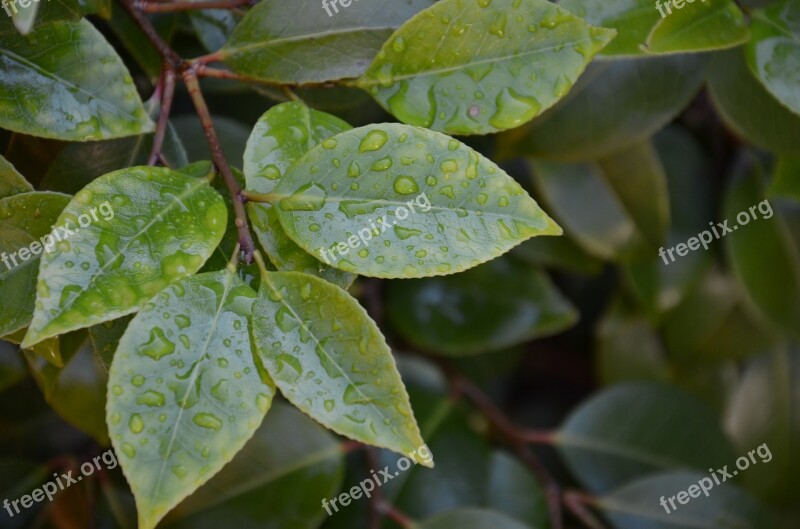 Wet Leaves Nature Raindrop Drip Leaves