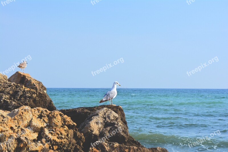 Gull Cliff Stone Seaside Great