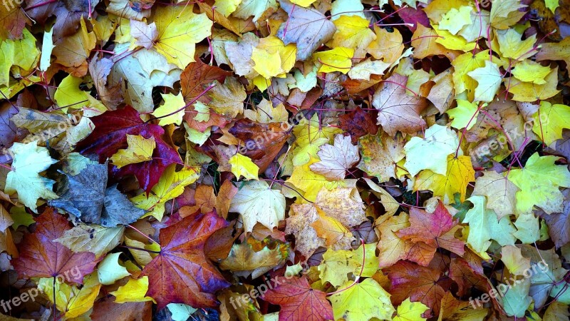 Leaves Red Autumn Fall Leaf