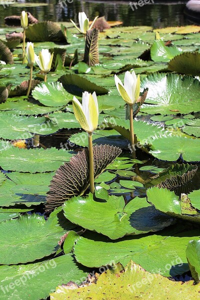 Water Lily Flowering White Flower Flower Sheet