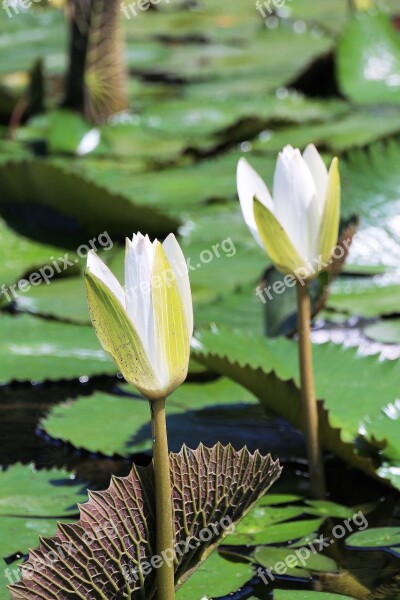 Water Lily Flowering White Flower Flower Sheet