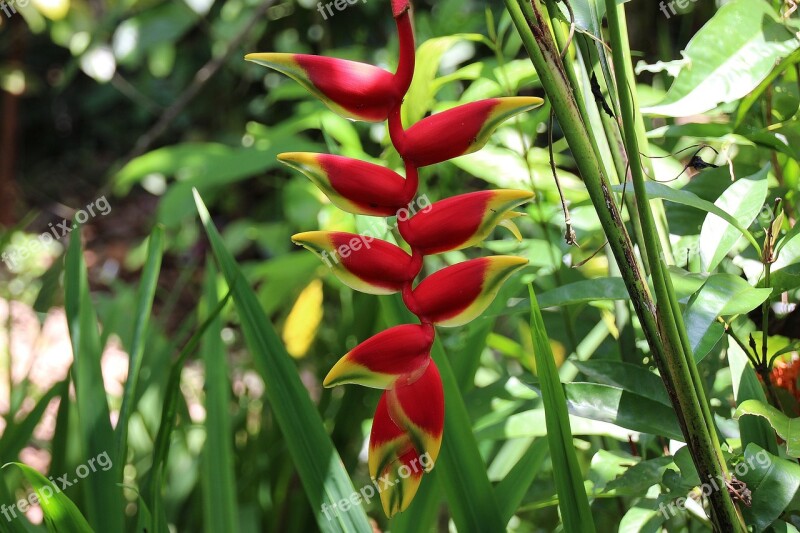 Bali Garden Red Flower Leaves Lighting