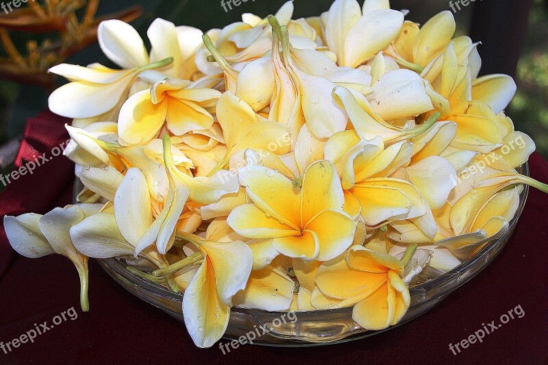 Plumeria Flower Yellow Light Colors