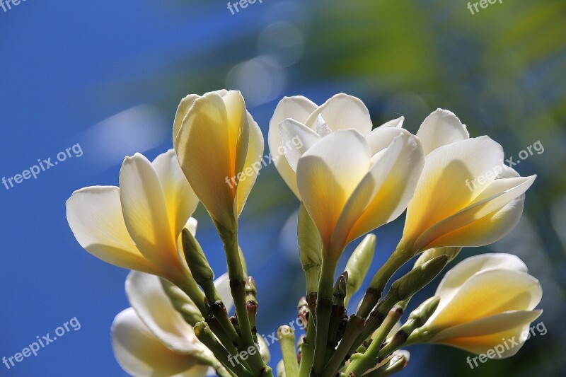 Blossom White Blossom Flowers Bloom Spring