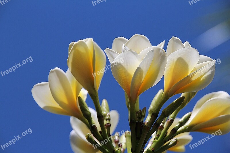 Blossom White Blossom Flowers Bloom Spring