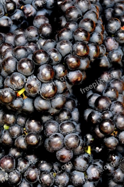 Grapes Blue Grapes Fruit Fruits Assortment