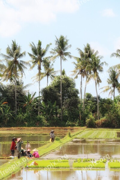 Bali Landscape Rice Field Indonesia Painting