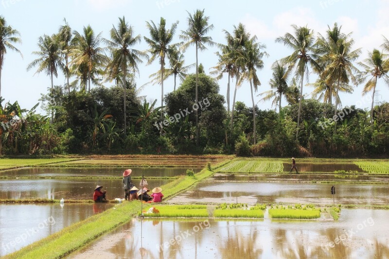 Bali Landscape Rice Field Indonesia Painting