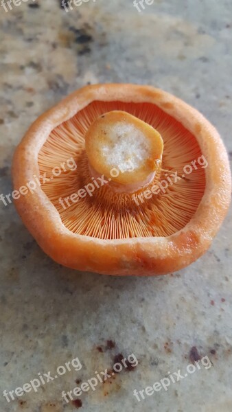 Lactarius Delicious Mushrooms Free Photos