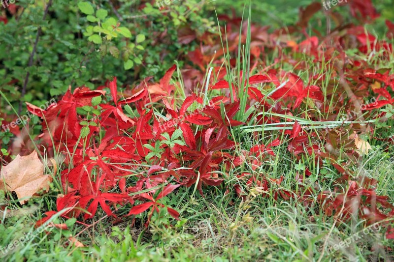 Fall Red Nature Plant Bright Colors