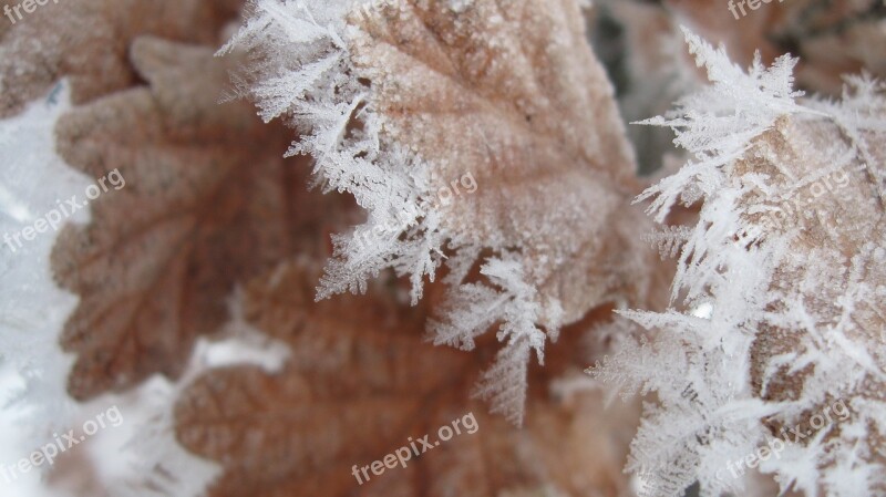 Frost Winter Leaf Crystal Cold