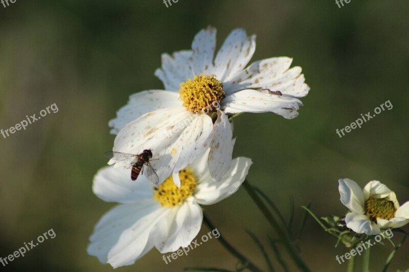 Fleure Bee Flowers Insects Macro