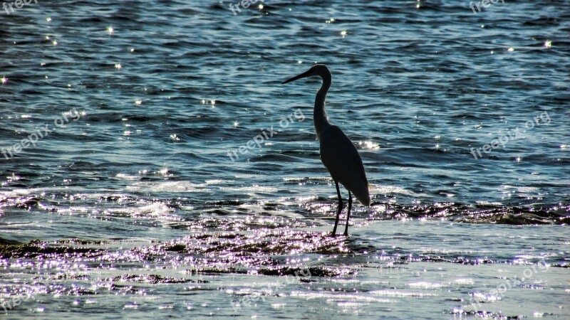 Heron Bird Wild Nature Wildlife