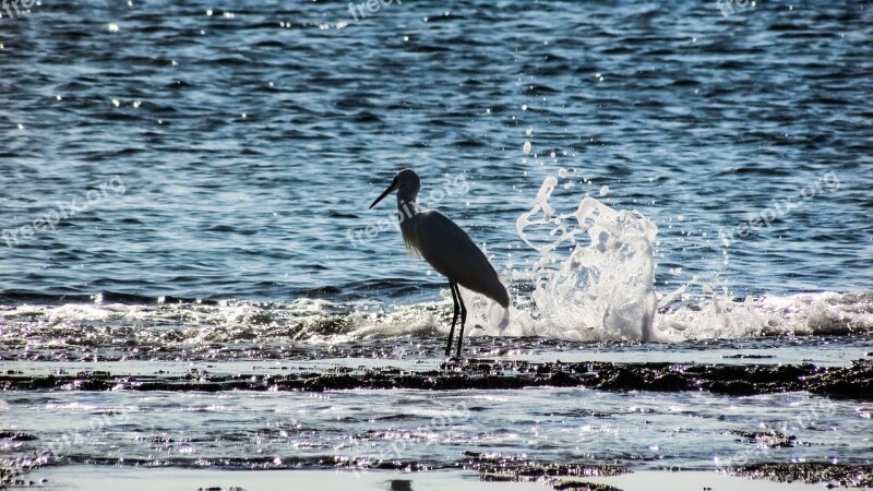 Heron Bird Animal Wildlife Wave