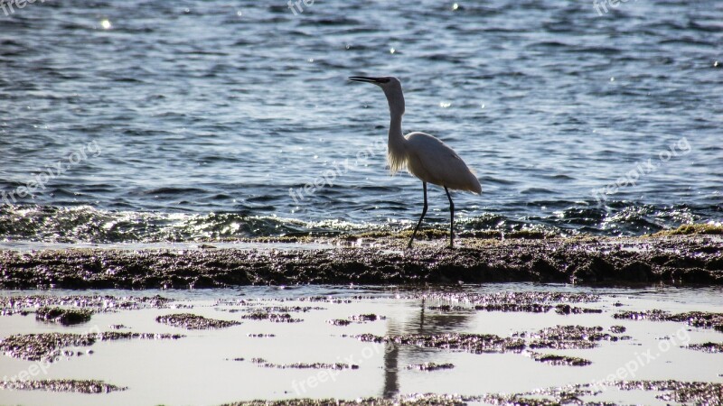 Heron Bird Animal Wildlife Nature