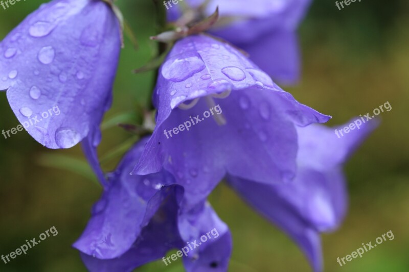 Bellflower Purple A Drop Of Water Garden Free Photos