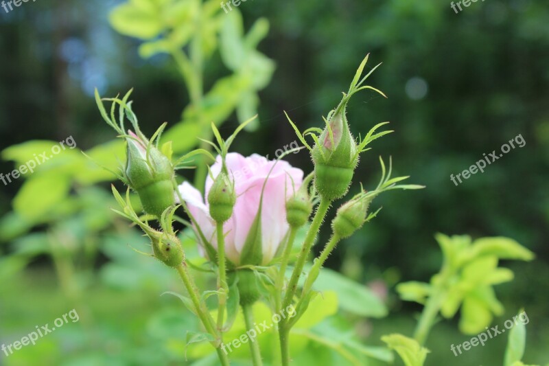 Rose Pink Flower Plant Nature