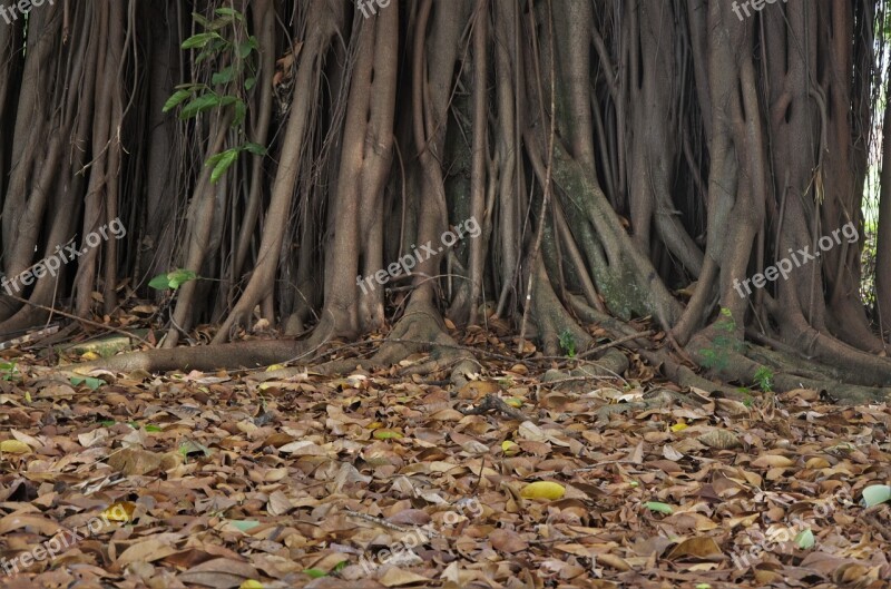 Leaves Trunk Tree Nature Twigs