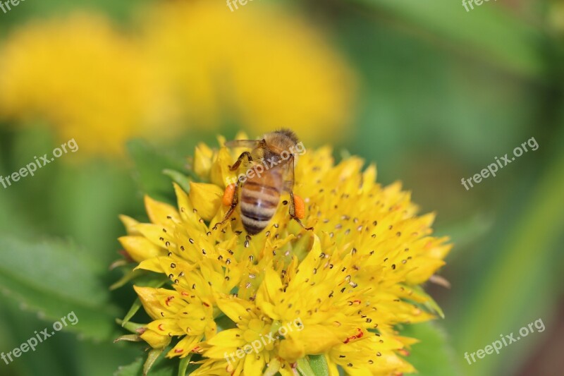 Nectar Bee Flower Spring Summer