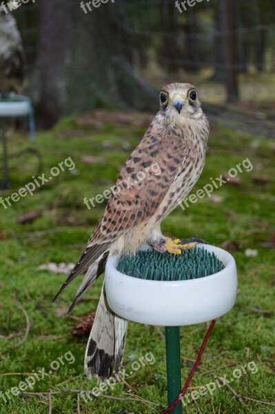 Bird Predator Sitting Feather Beak