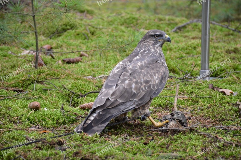 Bird Predator Sitting Feather Beak