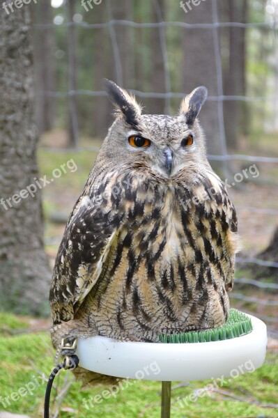 Bird Predator Sitting Feather Beak