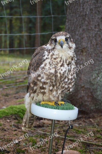 Buzzard Bird Falconry Predator Feather