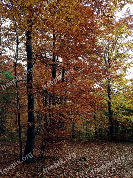 Autumn Forest Foliage Nature Autumn Gold