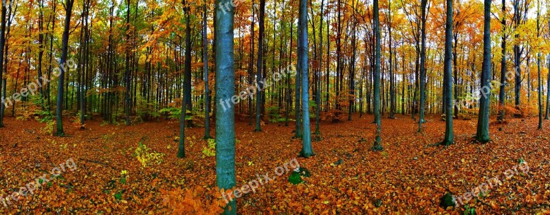 Forest Autumn Foliage Tree Nature