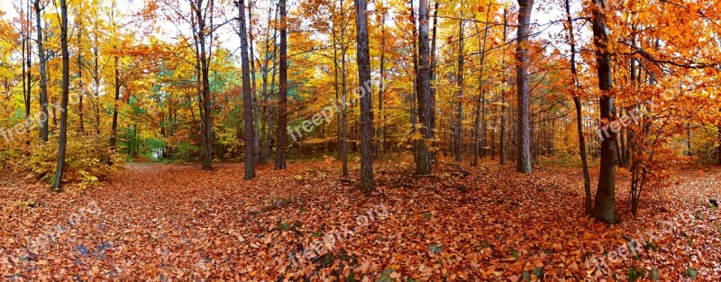 Autumn Nature Forest Landscape Beauty Of Nature