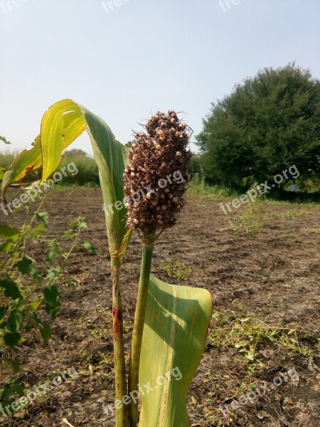 Jowar Sorghum Field Food Grain