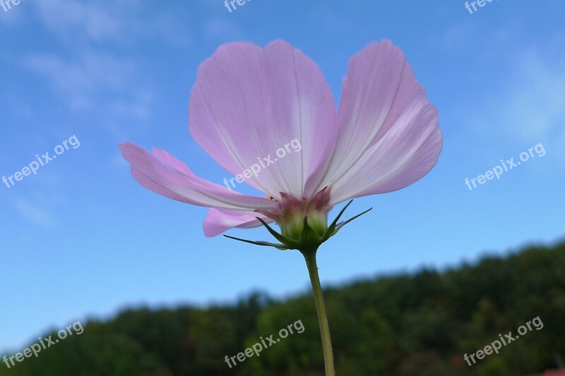 Cosmos Autumn Sky Landscape Autumn Light Nature