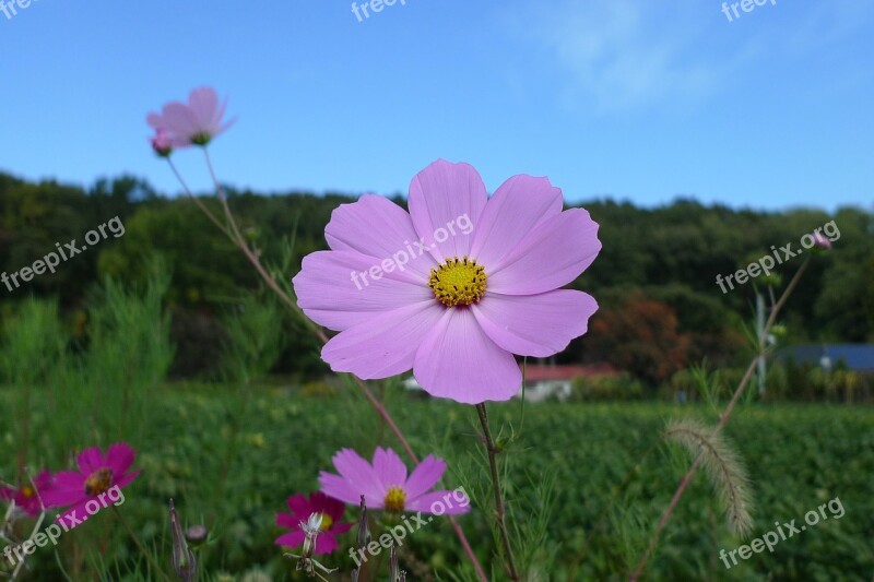 Cosmos Autumn Sky Landscape Autumn Light Nature