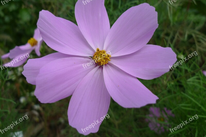 Cosmos Autumn Sky Landscape Autumn Light Nature