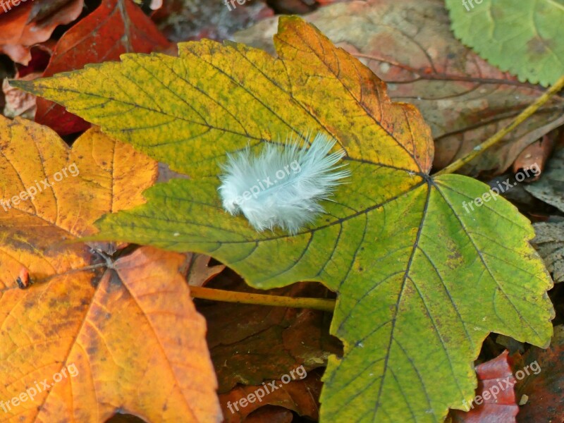 Maple Maple Leaf Leaves Fall Foliage Feather