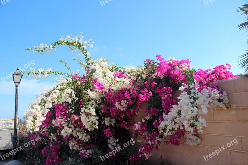 Bougainvillea Blossom Bloom Bush Garden