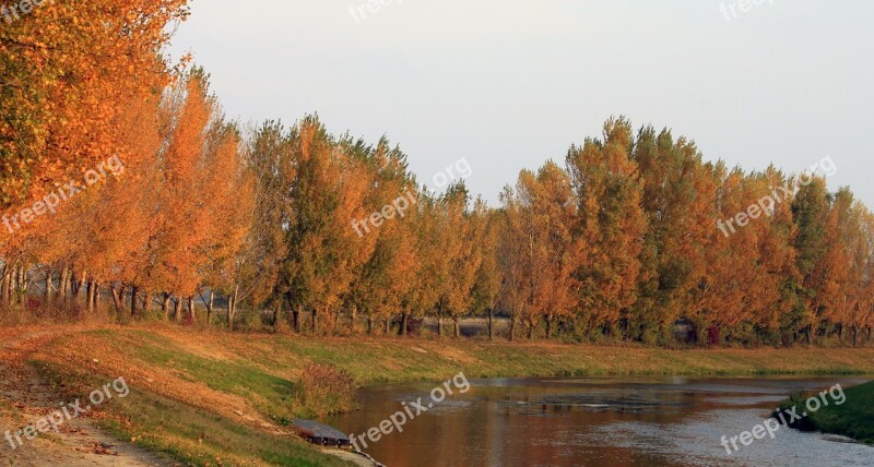 Jesen Danube Cilistov River Side Orange Leaves