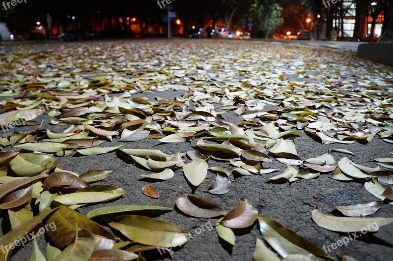 Falling Leaf Flooring Life Park Autumn