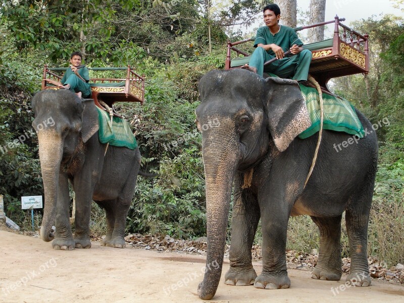 Elephant Cambodia Animal Beasts Of Burden Elephants