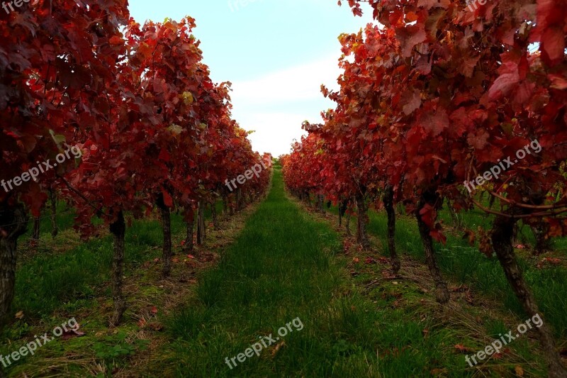 Vines Vine Leaves Vine Winegrowing Autumn