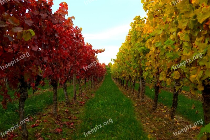 Vines Vine Leaves Vine Winegrowing Autumn