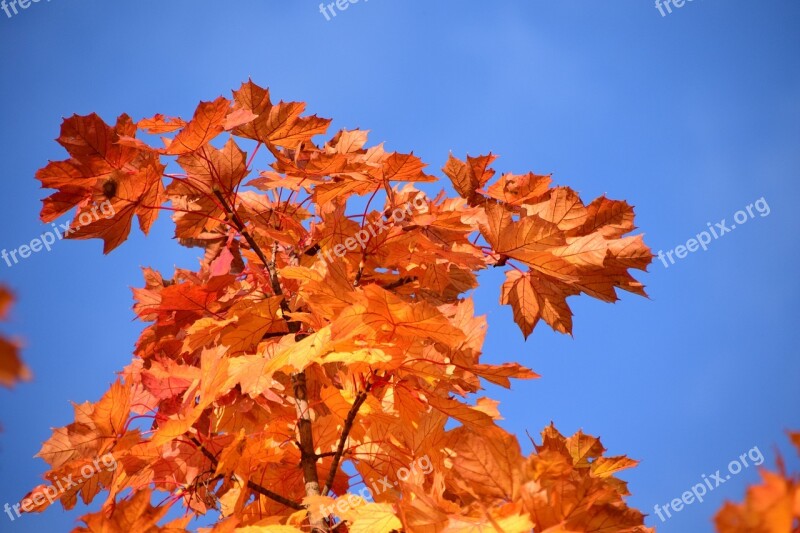 Leaves Yellow Autumn Fall Foliage Colorful