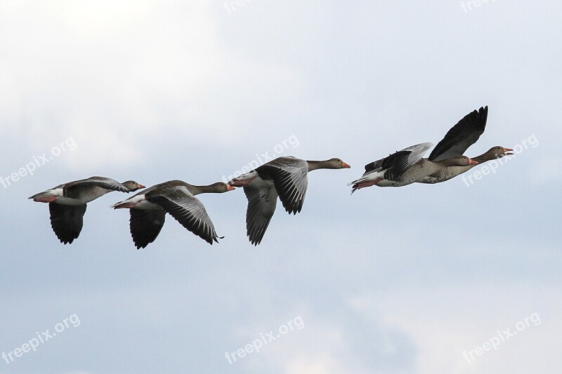 Grey Geese Müritz Mecklenburgische Seenplatte Bird Conservation Park