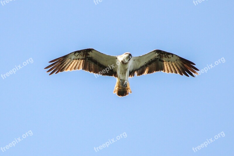 Osprey Müritz Mecklenburgische Seenplatte Bird Adler