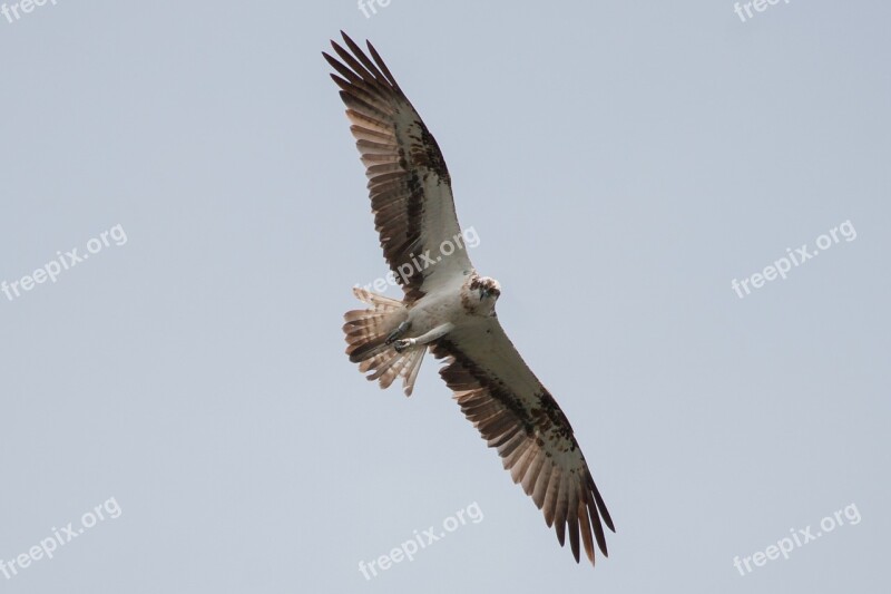 Osprey Müritz Mecklenburgische Seenplatte Bird Adler