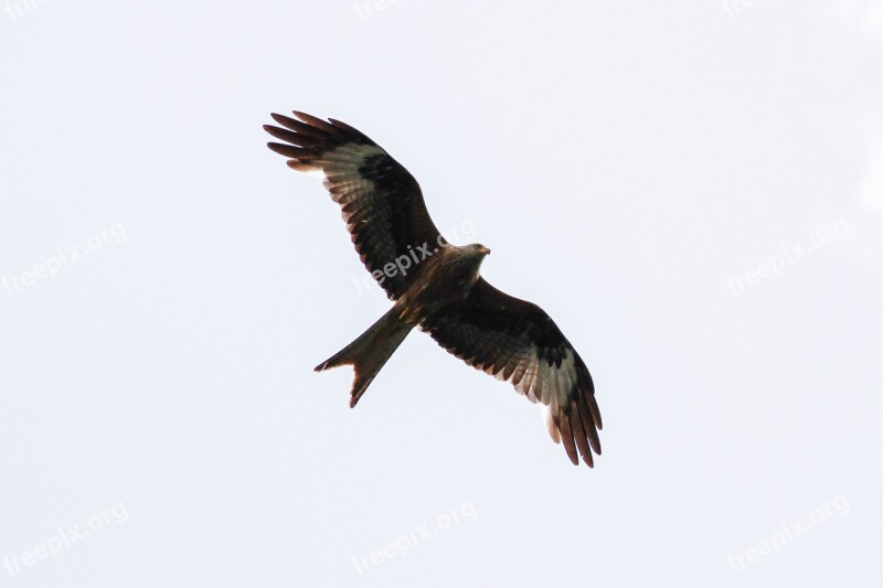 White Tailed Eagle Müritz Mecklenburgische Seenplatte Bird Adler