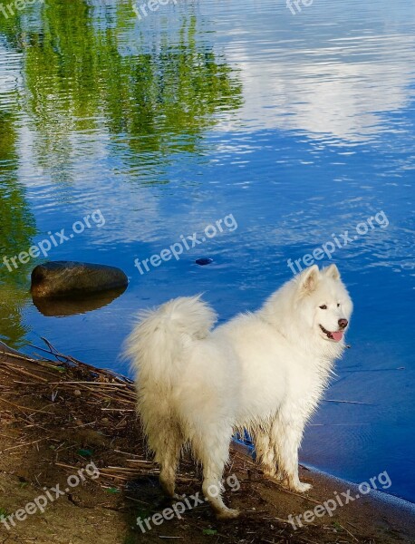 Dog White Husky Pet Playful