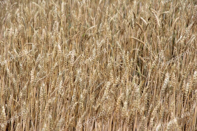 Cereals Barley Spike Field Nourishing Barley