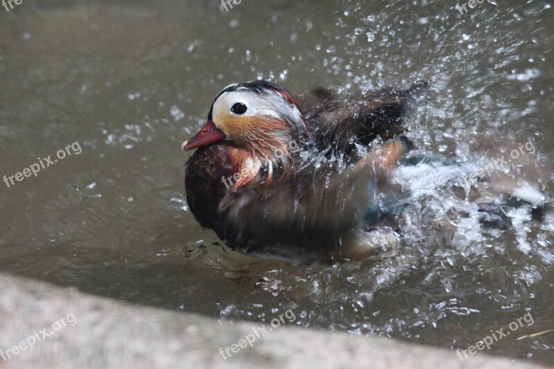 Mandarin Duck Duck Bird Waterfowl Aix Galericulata Duck